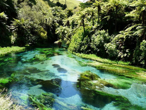 Auckland Hiking Trails